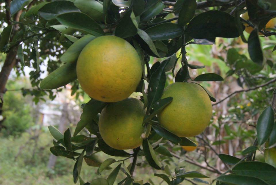 Café da manhã regional na Pousada Paredão da Canastra