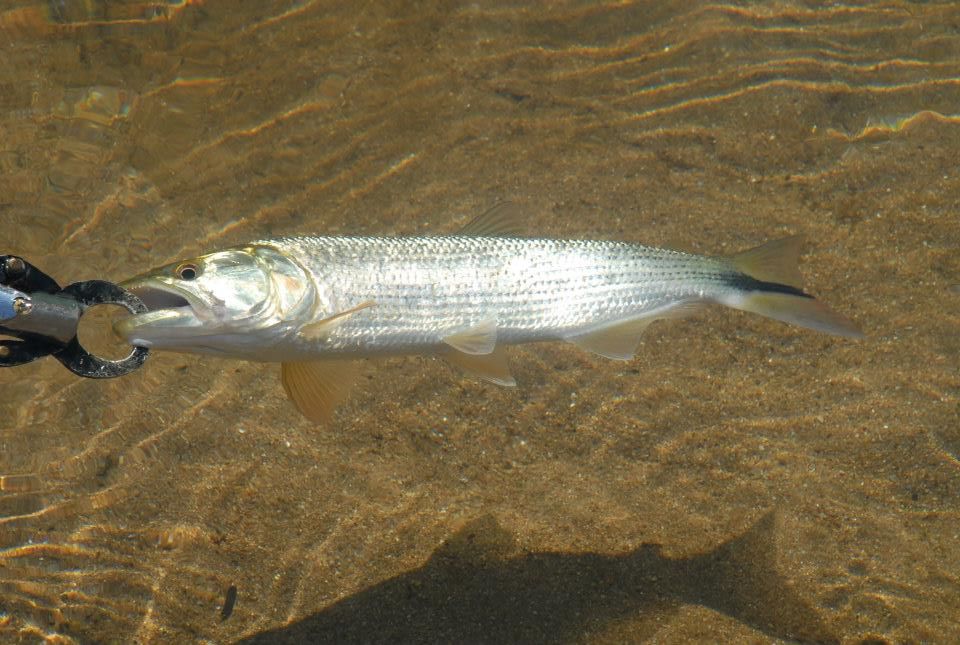 Pesca esportiva próxima à Pousada Paredão da Canastra